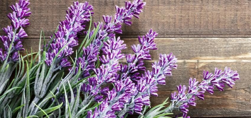 La lavanda es otra excelente opción para un regalo en junio. La lavanda es otra excelente opción para un regalo en junio.