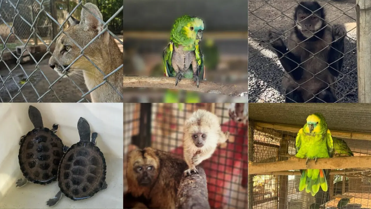 El tráfico ilegal de vida silvestre es un delito. Crédito: WCS Argentina.