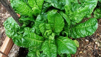 Cómo congelar acelga correctamente: el truco del blanqueado para que no pierda el color