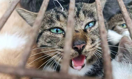 En China, rescatan a 150 gatos que iba ser comidos: los cazaban con trampas con gorriones vivo En China, rescatan a 150 gatos que iba ser comidos: los cazaban con trampas con gorriones vivo