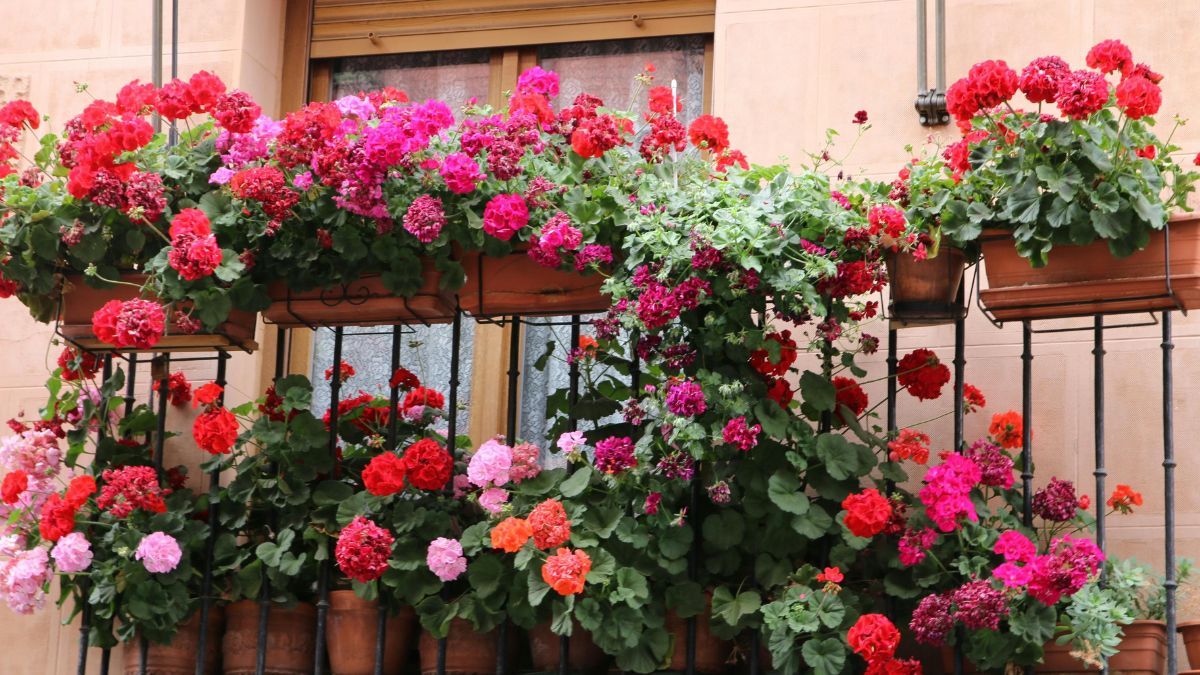 La planta en maceta que debés sembrar para tener flores en el balcón. La planta en maceta que debés sembrar para tener flores en el balcón.