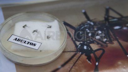 Distintos laboratorios de Conicet trabajan en el desarrollo de trampas para combatir el mosquito transmisor del dengue.