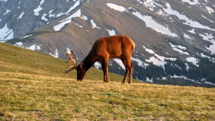 Habilitan la caza de “animales exóticos” en campos privados de Mendoza