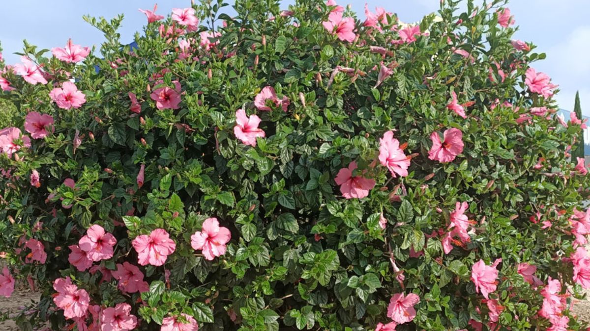 Flores vistosas y resistentes que llenan de color cualquier jardín de verano.