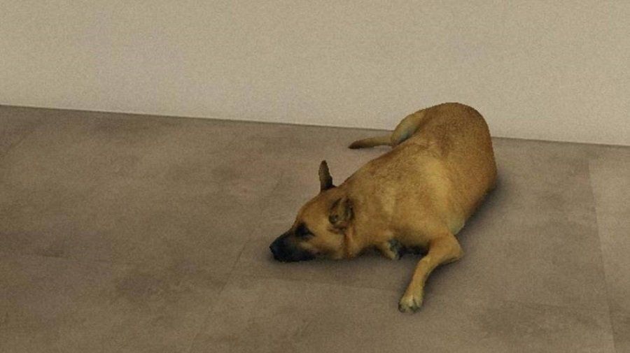 Cómo se usa el “filtro del perro” que se viralizó en Instagram