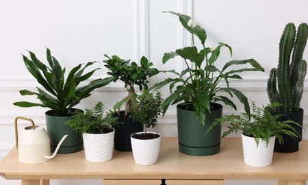 Qué planta hay que tener en casa para atraer la buena suerte. Qué planta hay que tener en casa para atraer la buena suerte.