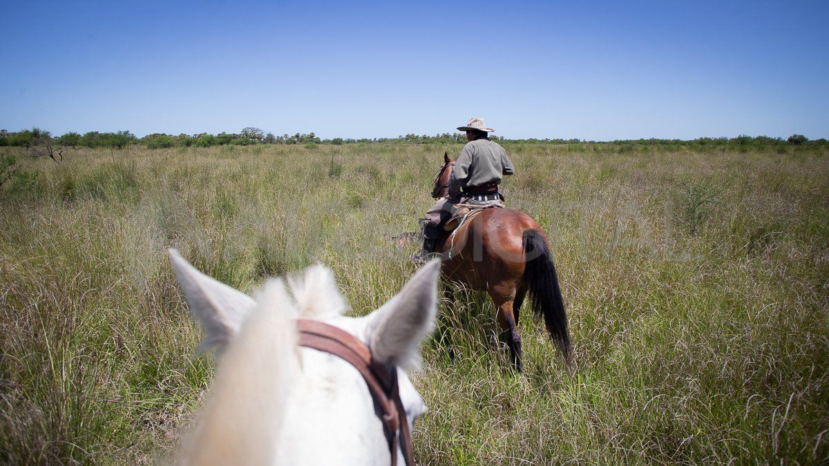 En el estero, el pajonal llega a la altura de la montura.