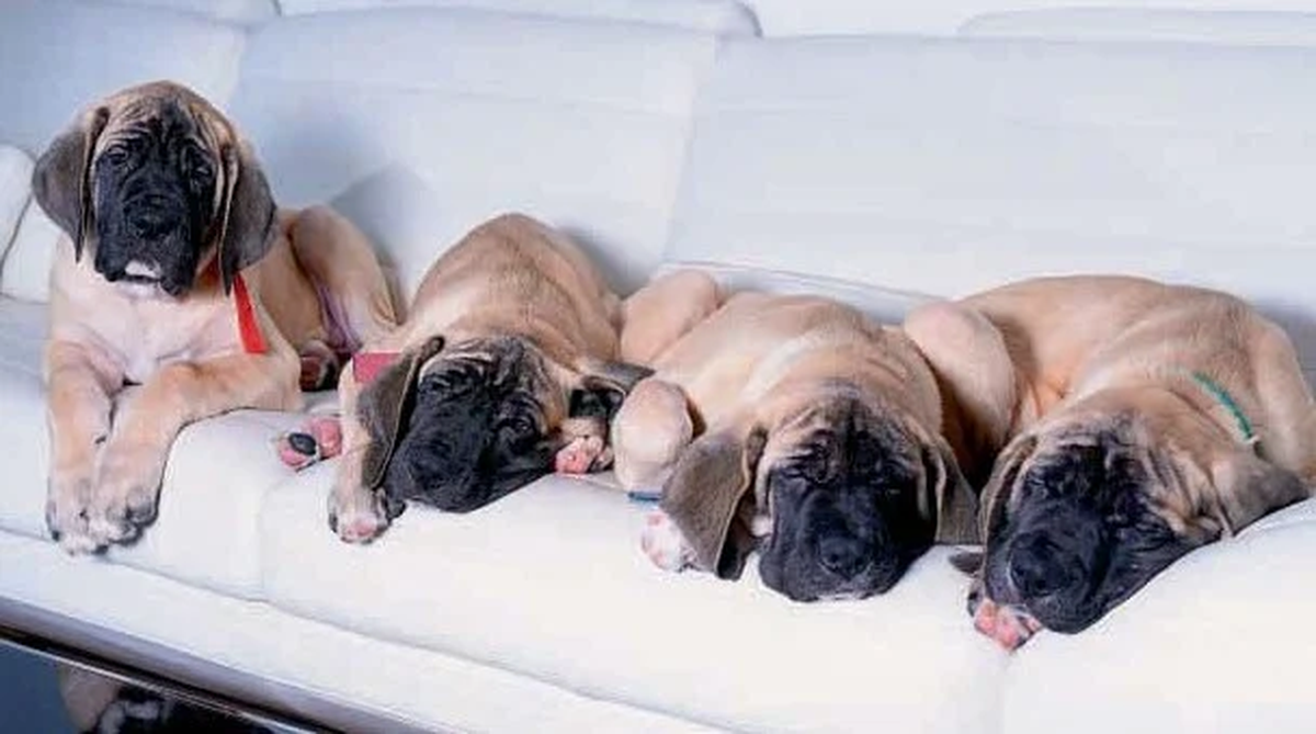 Los perros de Javier Milei: Murray, Milton, Robert y Lucas.