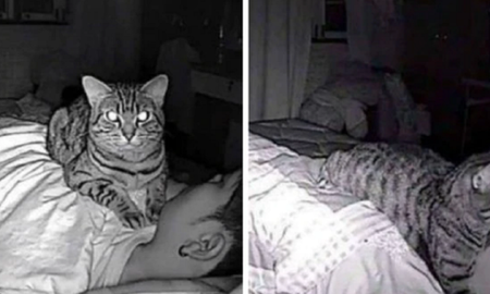 Viral: revisó la cámara de seguridad y descubrió que su gato lo asfixiaba por las noches. Viral: revisó la cámara de seguridad y descubrió que su gato lo asfixiaba por las noches.