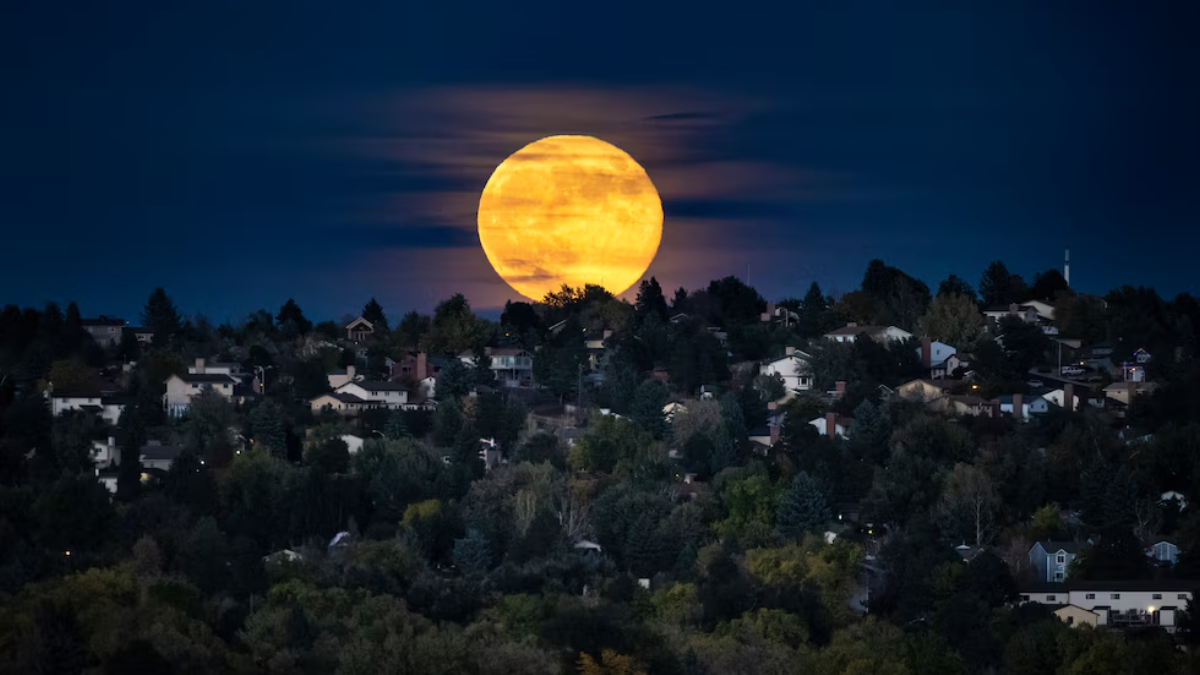 La tradición de la luna del castor proviene de pueblos originarios, marcaba el periodo en que los castores reforzaban sus refugios ante el invierno. (Parker SeiboldThe Gazette vía AP)