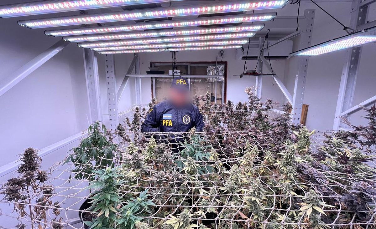 Vivero clandestino: la Policía Federal incautó más de 10 kilos de droga de alta calidad en Rosario. Vivero clandestino: la Policía Federal incautó más de 10 kilos de droga de alta calidad en Rosario.