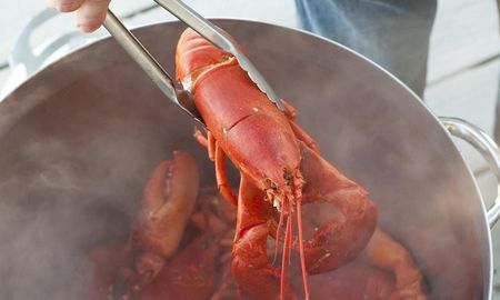 suiza prohibio hervir vivas a las langostas y los chefs estan furiosos suiza prohibio hervir vivas a las langostas y los chefs estan furiosos