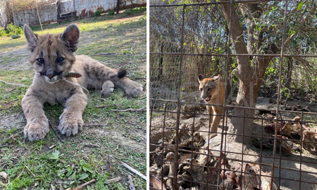 En la granja encontraron más de 35 especies animales. En la granja encontraron más de 35 especies animales.