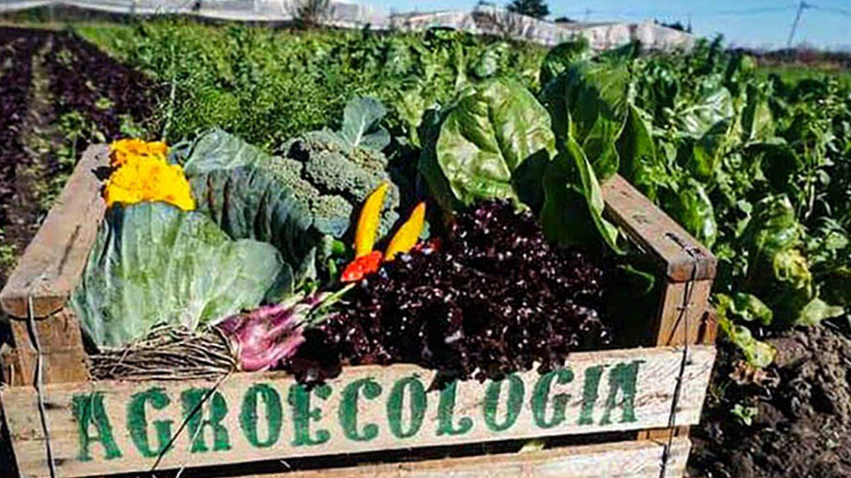 La agroecología es una forma de producir alimentos respetuosa del suelo y de los ciclos naturales.