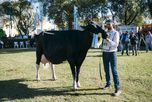 Tras el Gran Campeón Macho, una cabaña de Santa Fe obtuvo el gran Vaca Suprema Tras el Gran Campeón Macho, una cabaña de Santa Fe obtuvo el gran Vaca Suprema