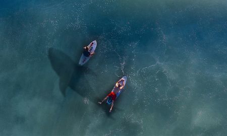 video: un gran tiburon blanco acecha a surfistas desprevenidos video: un gran tiburon blanco acecha a surfistas desprevenidos