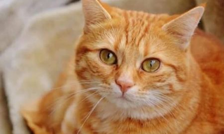 Garfield Garfield