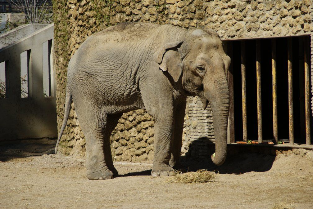Elefante mata a un trabajador en un zoológico de España