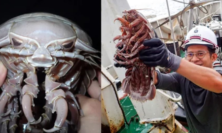 Encontraron en las profundidades del océano a una cucaracha marina gigante Encontraron en las profundidades del océano a una cucaracha marina gigante