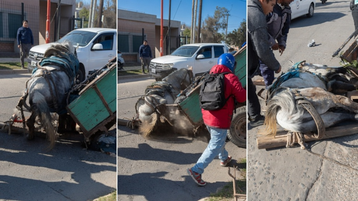 El video se viralizó en cuestión de minutos, despertando una ola de reprobaciones y críticas por la forma en que se manejaron los explotadores del caballo.