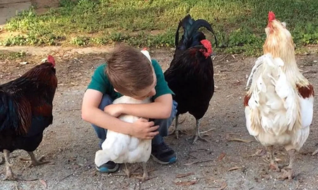 No besen a las gallinas: el pedido de autoridades sanitarias en Estados Unidos No besen a las gallinas: el pedido de autoridades sanitarias en Estados Unidos
