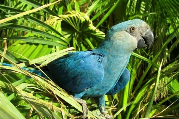 Se declara extinto el guacamayo azul, especie que le dio vida a la película ‘Río’
