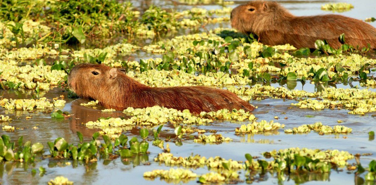 La ampliación del Parque Iberá es un ejemplo de protección y restauración de ecosistemas naturales.