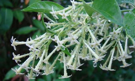 La dama de la noche es conocida por su delicioso aroma. La dama de la noche es conocida por su delicioso aroma.