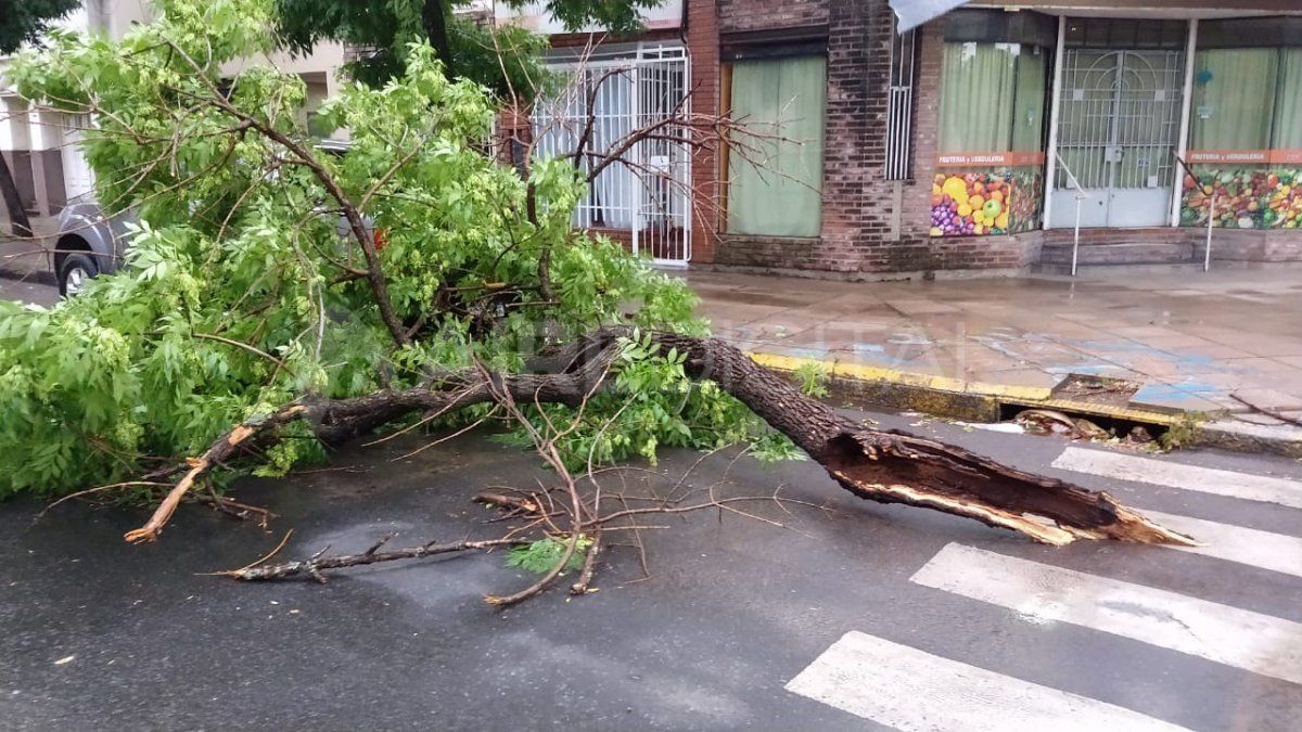 En la zona del árbol caído en Crespo al 3500, no hay señalización.