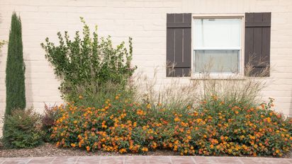 Plantas que resisten el sol directo: cuáles conviene elegir para balcones y terrazas en verano