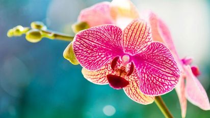 El abono de 3 ingredientes de tu cocina que reactiva la floración de tus plantas de orquídeas en 7 días