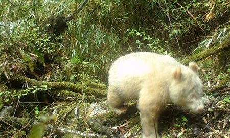 Oso panda albino en China. Oso panda albino en China.