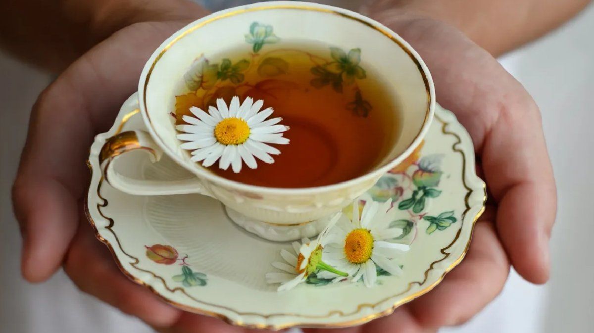 Un té frío de manzanilla o menta, puede ser posible para que su perro tome sin que le perjudique a sus salud.