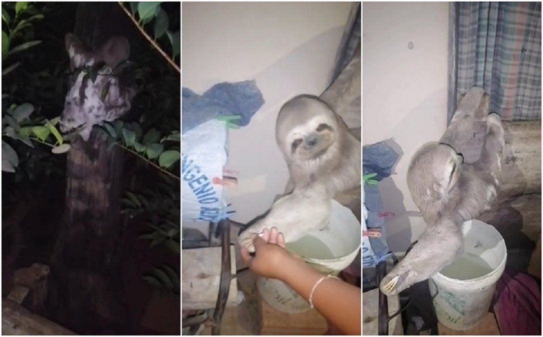 Video viral: perezoso se metió adentro de una casa y se volvió furor en TikTok.