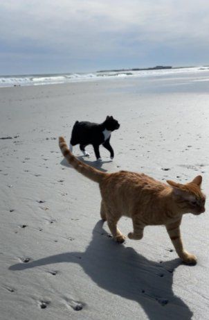 Un gato llamado Pumpkin se ha convertido en el centro de atención en Facebook
