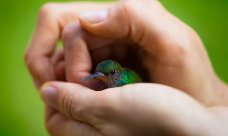 Qué significa colibrí en lo espiritual Qué significa colibrí en lo espiritual