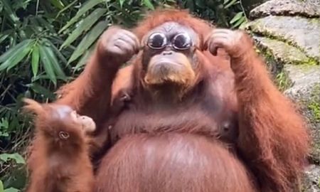 Video viral: orangután encontró unos lentes de sol y su reacción se volvió furor en las redes sociales. Video viral: orangután encontró unos lentes de sol y su reacción se volvió furor en las redes sociales.