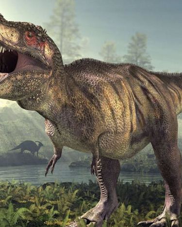 El cráneo del T-rex evolucionó para soportar presiones de mordida superiores a cualquier otro animal terrestre, reemplazando la función de agarre que tenían sus ancestros. El cráneo del T-rex evolucionó para soportar presiones de mordida superiores a cualquier otro animal terrestre, reemplazando la función de agarre que tenían sus ancestros.