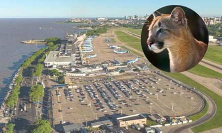 Alerta en Aeroparque: el puma puede resultar potencialmente peligroso. Alerta en Aeroparque: el puma puede resultar potencialmente peligroso.