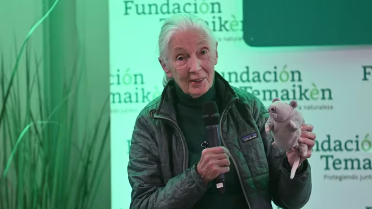 Goodall visitó ayer el Bioparque Temaikèn, en Escobar, donde se reunió con unos 700 alumnos de varias escuelas del AMBA y docentes que habitan el Delta del Paraná. Goodall visitó ayer el Bioparque Temaikèn, en Escobar, donde se reunió con unos 700 alumnos de varias escuelas del AMBA y docentes que habitan el Delta del Paraná.