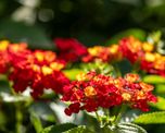 La lantana es una planta ornamental muy elegida por su resistencia, su larga floración y su capacidad para atraer mariposas al jardín. La lantana es una planta ornamental muy elegida por su resistencia, su larga floración y su capacidad para atraer mariposas al jardín.