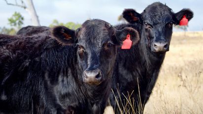 La raza Angus, protagonista de la ganadería en la Expoagro 2025: sinónimo de carne de calidad