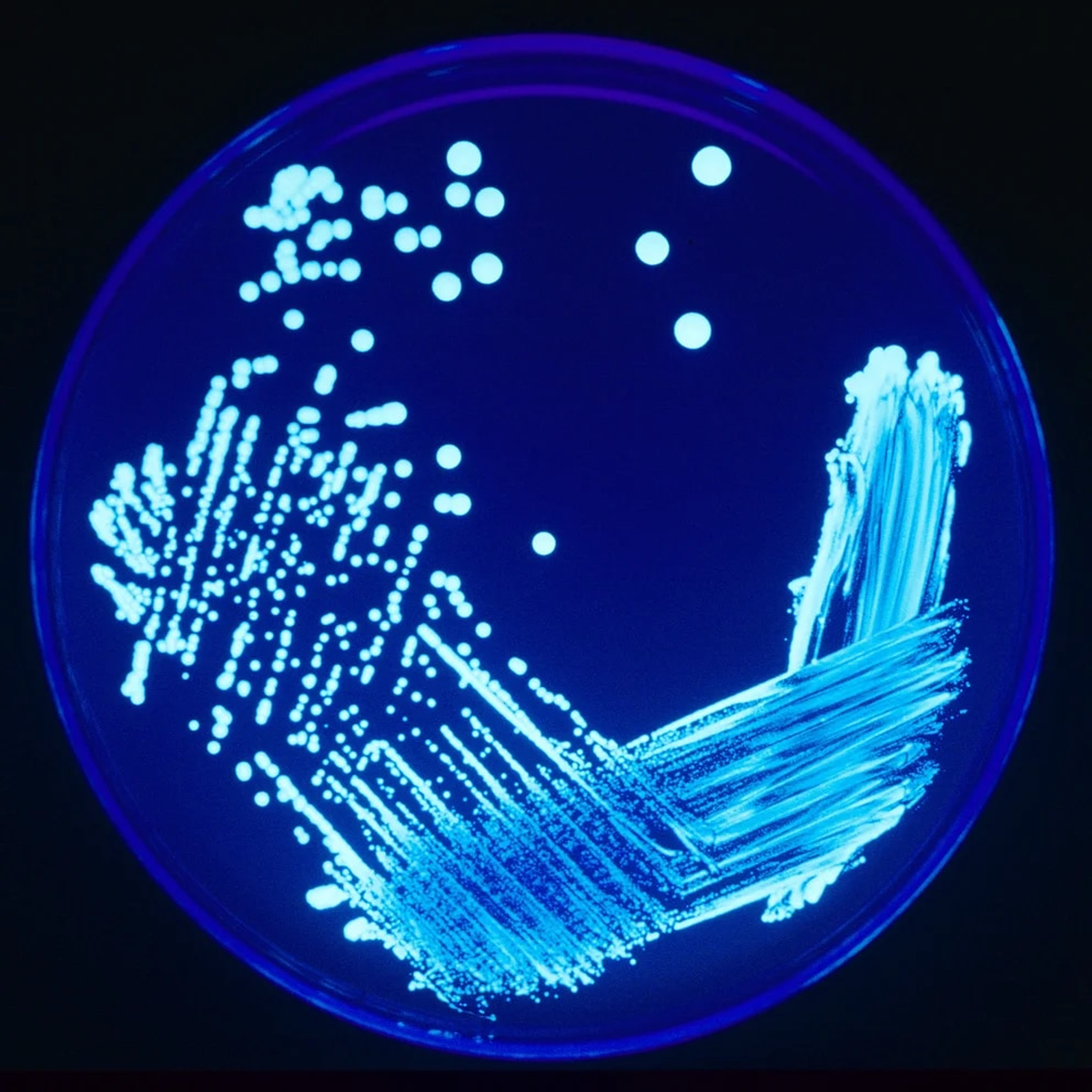 La Legionella es una bacteria que está en lugares húmedos, es muy común que se encuentre en los sistemas de aire acondicionado porque son lugares que condensan agua (Photo by Smith Collection/Gado/Getty Images)