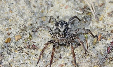 Se trata de una especie en peligro crítico, que se había avistado por última vez en 1993. Se trata de una especie en peligro crítico, que se había avistado por última vez en 1993.