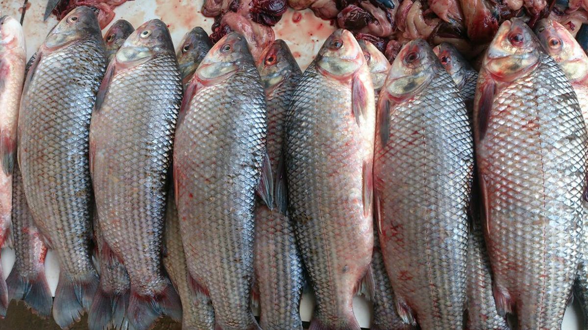 La población de sábalos representa la mitad de la masa ictícola en la cuenca del río Paraná.