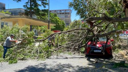 Una enorme rama cayó sobre un auto que estaba circulando por avenida Freyre