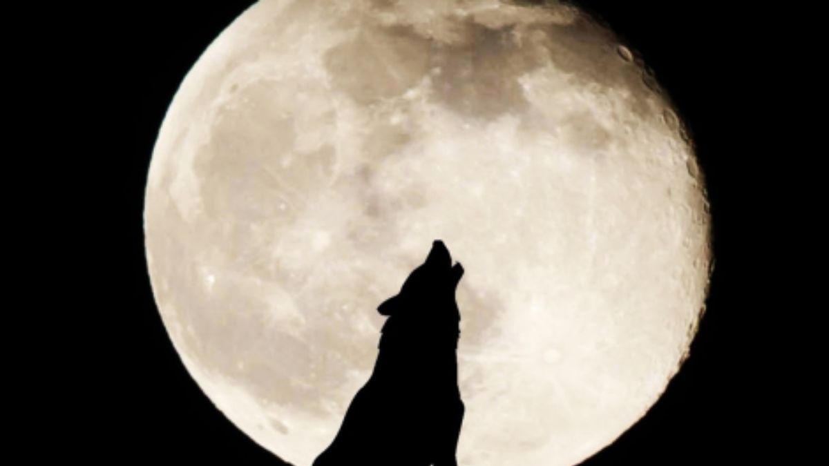 La primera Luna llena del año, en la constelación de Cáncer, favorece la sensibilidad para sentar las bases de un nuevo comienzo. La primera Luna llena del año, en la constelación de Cáncer, favorece la sensibilidad para sentar las bases de un nuevo comienzo.