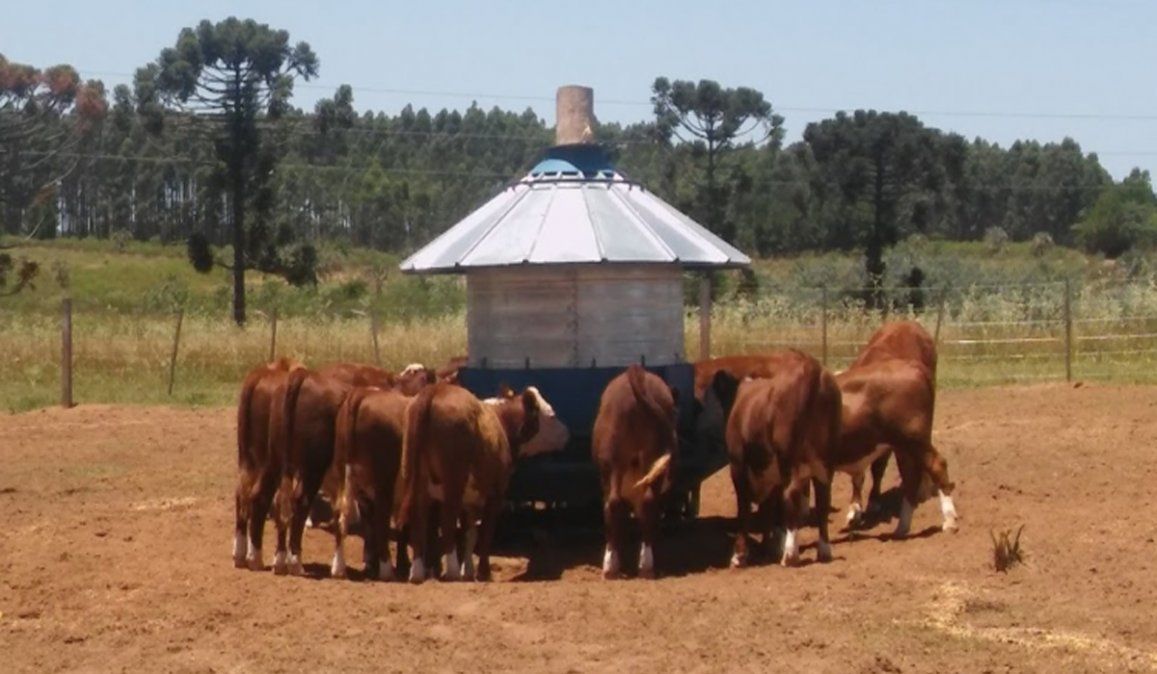 Bovinos con más espacio y bienestar: ¿De qué se trata el feedlot ecológico que propone el INTA?