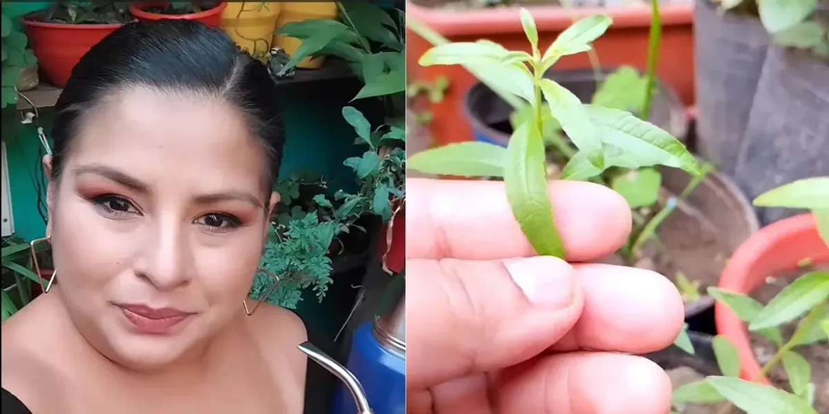 Así es la casa de Elba Rodríguez, la primera ganadora de MasterChef. Así es la casa de Elba Rodríguez, la primera ganadora de MasterChef.