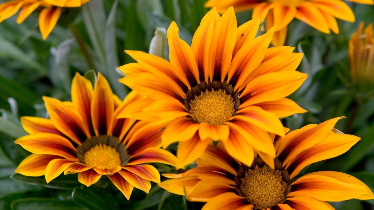 Sus flores brillantes soportan el sol intenso y aportan color todo el verano.